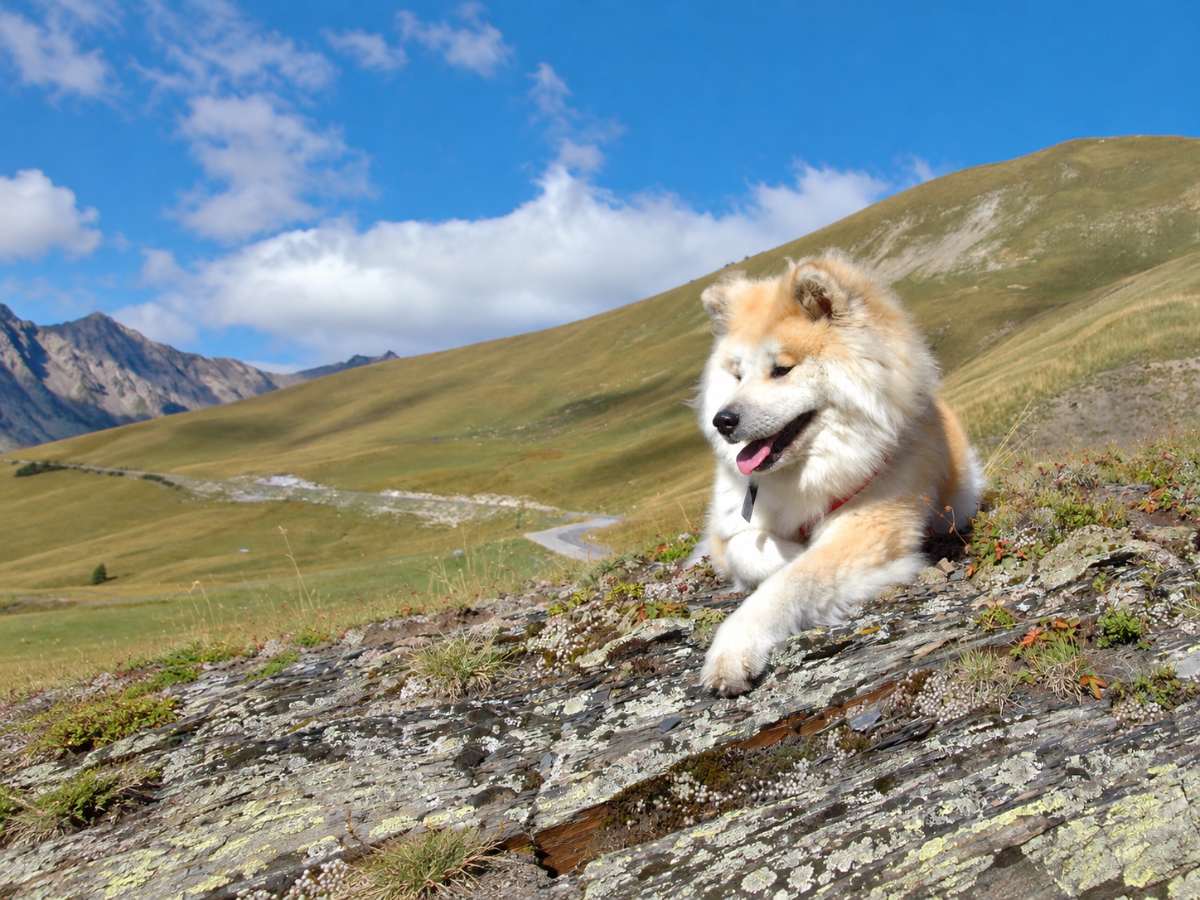 Chien couché sur un rocher dans un paysage de montagne